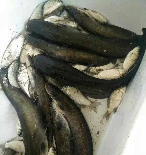 大坝流水钓鲶鱼技巧有哪些？如何提高钓鲶鱼的成功率？  第2张