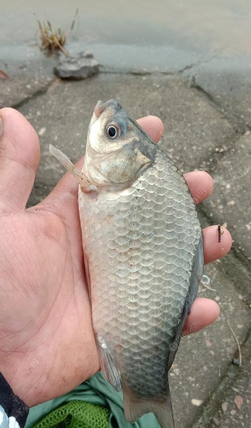 如何实现大板鲫连竿钓鱼？掌握哪些技巧可以提高钓获率？  第2张