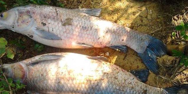 淡水鱼钓鱼技巧看漂方法是什么？如何提高看漂准确性？  第3张