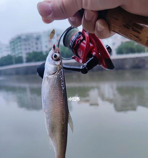 如何掌握弹钩钓鱼技巧？弹钩钓鱼常见问题有哪些？  第2张
