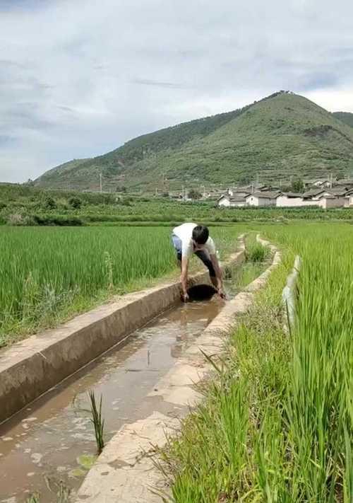 稻田水沟钓鱼方法和技巧是什么？如何提高钓鱼成功率？  第3张