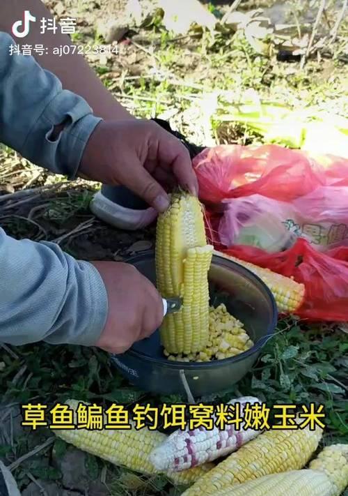 稻田野钓鱼技巧教程？如何提高钓鱼成功率？  第1张