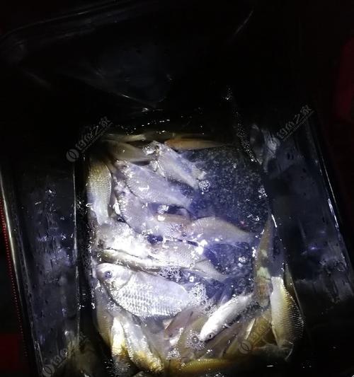 德国柏林钓鱼技巧教学？如何在柏林水域成功钓到鱼？  第1张