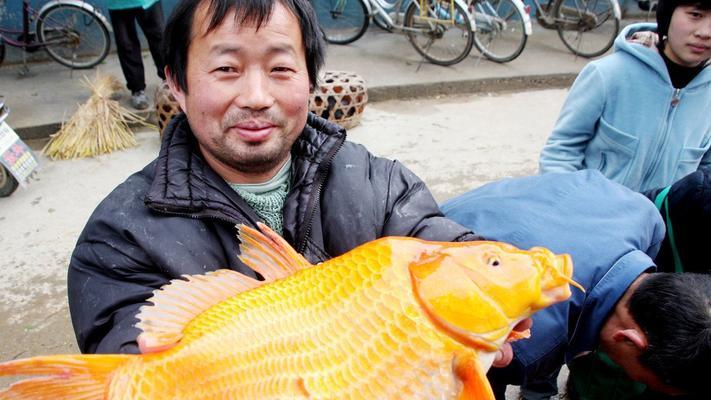 德国锦鲤钓鱼技巧有哪些？如何提高钓获率？  第1张