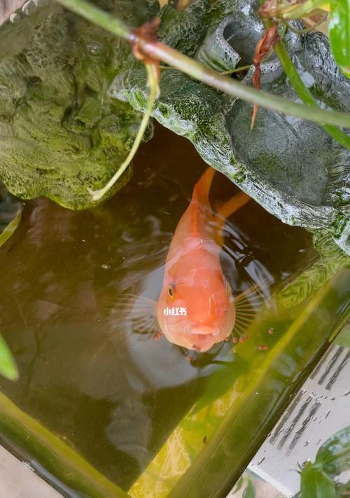 德国锦鲤钓鱼技巧有哪些？如何提高钓获率？  第2张