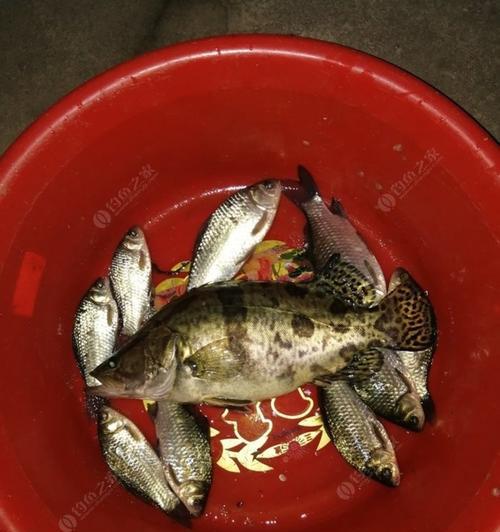 德州钓鳜鱼技巧有哪些？如何提高钓鳜鱼的成功率？  第2张