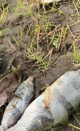 德州钓鳜鱼技巧有哪些？如何提高钓鳜鱼的成功率？  第1张