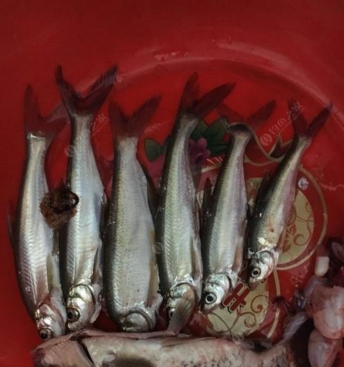 地下河口钓鱼技巧和方法是什么？如何提高钓鱼成功率？  第1张