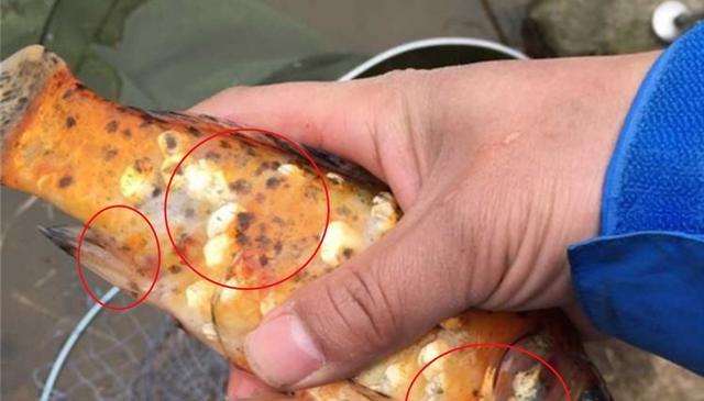 地下溶洞钓鱼技巧和方法有哪些？如何提高溶洞钓鱼的成功率？  第2张