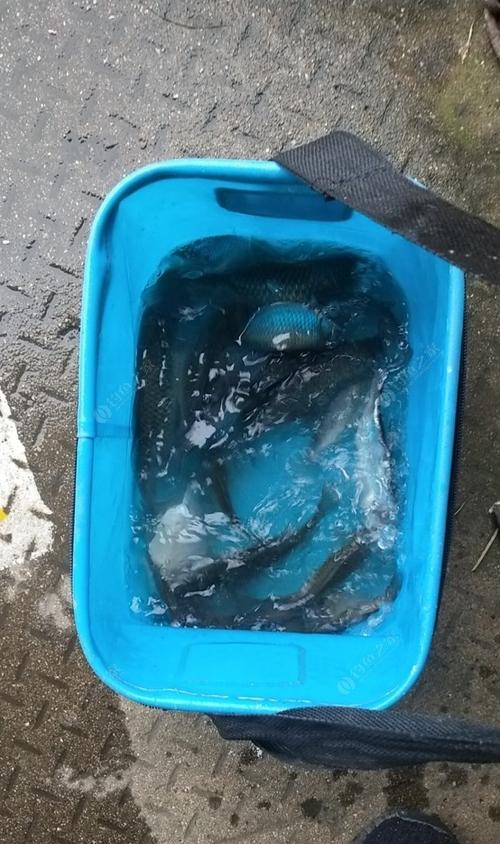 电热水闸钓鱼方法和技巧是什么？如何提高钓鱼效率？  第3张