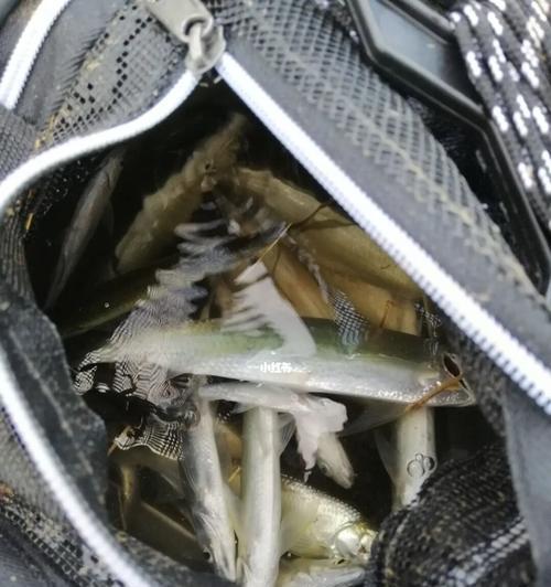 如何掌握钓白条的技巧？钓白条时常见的问题有哪些？  第1张