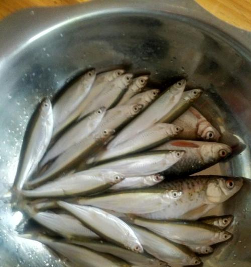 如何高效钓白条？掌握这些野钓技巧和方法！  第3张