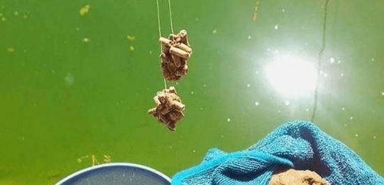 钓半水钓鱼技巧有哪些？如何提高钓半水的渔获量？  第3张