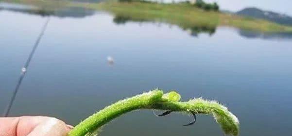 钓草鱼时钩距与调漂技巧是否相同？  第3张