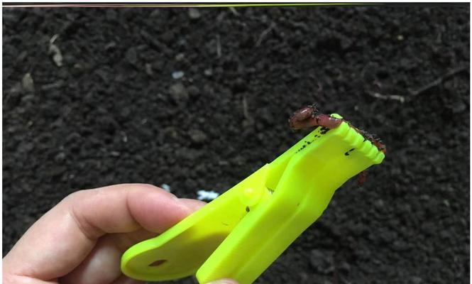 如何使用蚯蚓钓大鱼？挂蚯蚓钓鱼有哪些技巧？  第2张