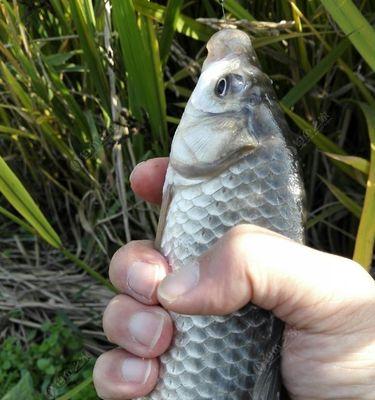 如何正确钓浮鲫鱼？掌握这些技巧能提高成功率吗？  第1张
