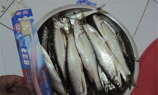 如何有效钓浮水白条？掌握这些技巧和方法能提高成功率吗？  第2张