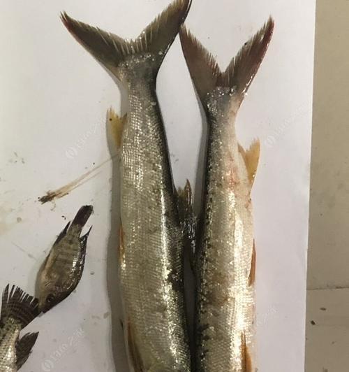 钓鳡鱼方法操作有哪些？垂钓技巧如何掌握？  第3张