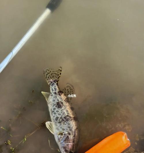 台钓钓鳜鱼有哪些技巧？如何提高钓鳜鱼的成功率？  第1张