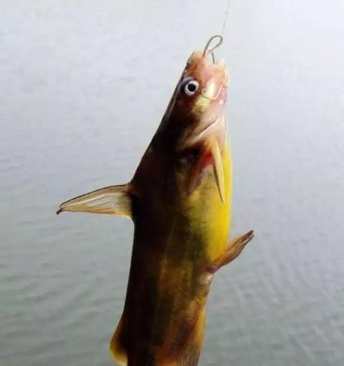 如何掌握钓海浮鱼的技巧？常见问题有哪些？  第3张