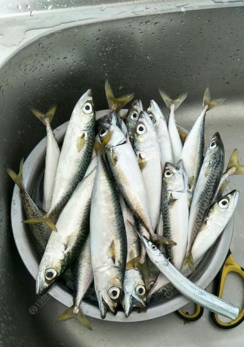 如何掌握钓海鱼的浮标技巧？有哪些有效方法？  第3张