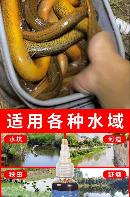 野外钓河虾技巧有哪些？如何提高钓河虾的成功率？  第2张