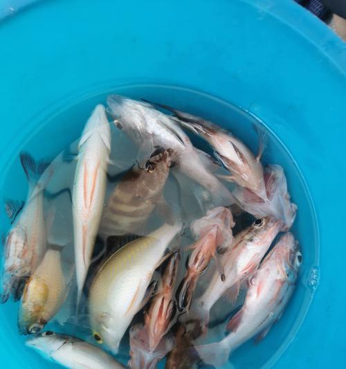 钓鱼时上水鱼多还是下水鱼多？如何选择最佳钓鱼位置？  第2张