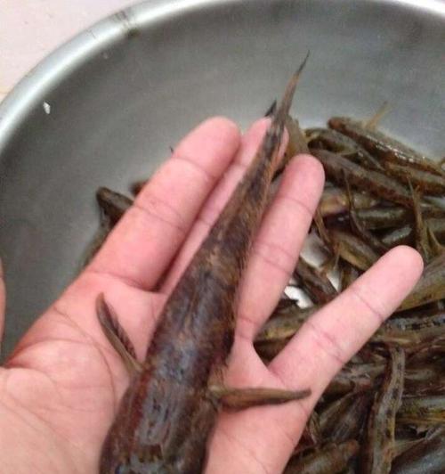 钓鱼时上水鱼多还是下水鱼多？如何选择最佳钓鱼位置？  第3张