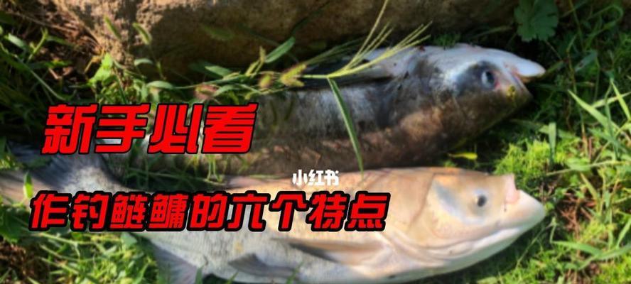 钓鱼的技巧怎么钓各种鱼？不同鱼类的钓法有何不同？  第2张