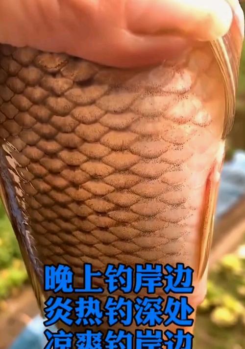 钓鱼的口诀和技巧有哪些？如何快速掌握钓鱼技巧？  第3张