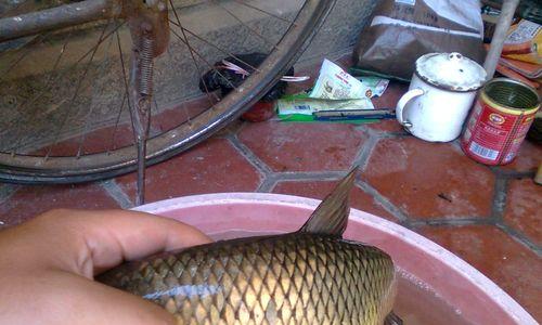 钓鱼的塘的鱼有什么技巧？如何提高钓鱼成功率？  第2张