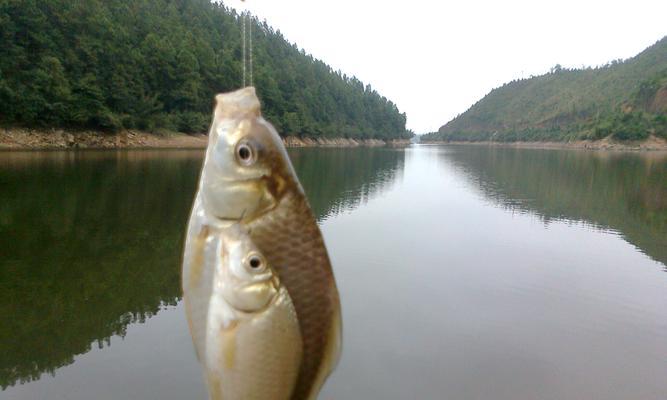 如何掌握钓鱼的最佳方法和技巧？常见问题有哪些解答？  第3张