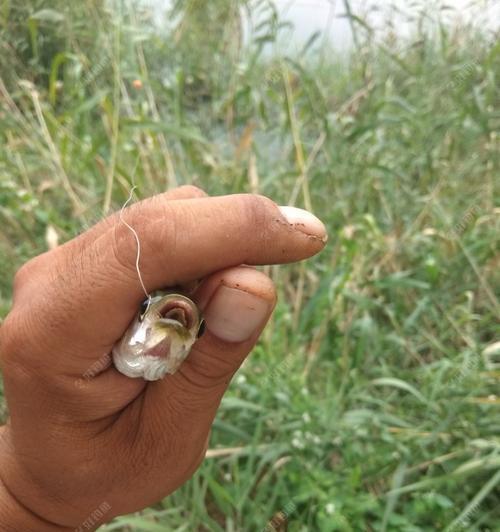 钓鱼钓草窝怎么钓法技巧？有哪些有效技巧？  第2张