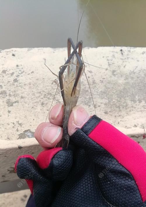 如何掌握钓鱼钓浮头的技巧和方法？常见问题有哪些？  第3张