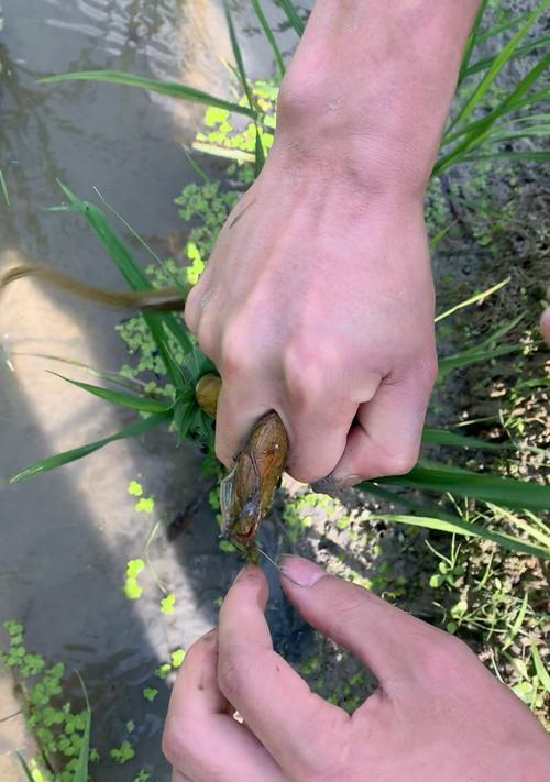 钓鱼钓黄鳝有什么技巧吗？如何提高钓黄鳝的成功率？  第2张