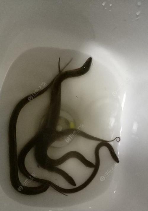钓鱼钓黄鳝有什么技巧吗？如何提高钓黄鳝的成功率？  第1张