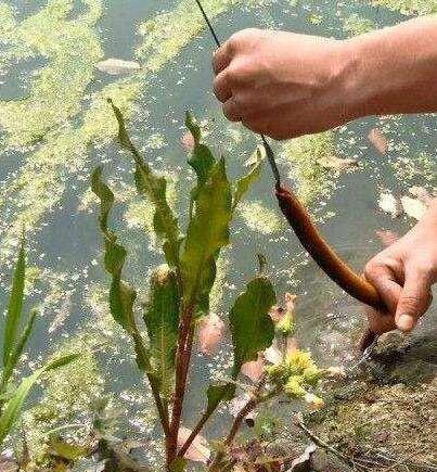 钓鱼钓黄鳝有什么技巧吗？如何提高钓黄鳝的成功率？  第3张