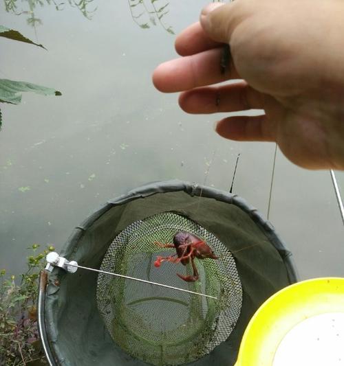 如何提高钓鱼和钓龙虾的成功率？有哪些必备技巧和方法？  第2张