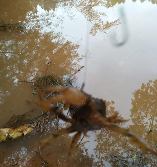 钓鱼钓螃蟹要掌握什么技巧？有哪些必备的技巧和注意事项？  第3张