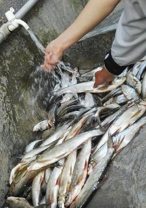如何有效钓到翘嘴鱼？掌握这些技巧和方法了吗？  第3张