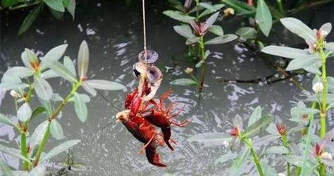 如何正确钓鱼和钓虾？掌握这些技巧轻松上手！  第1张