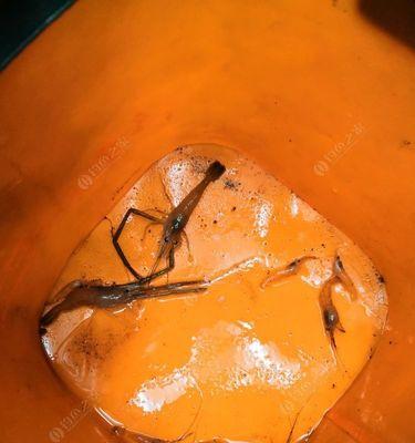 如何提高钓鱼钓虾子技巧？常见问题有哪些？  第2张
