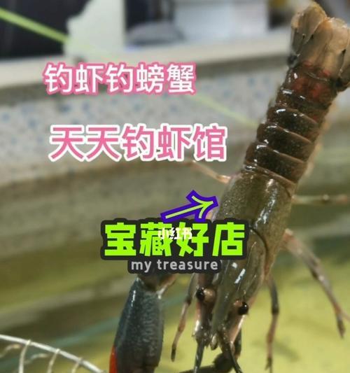 如何提高钓鱼钓虾子的成功率？初学者常见问题有哪些？  第1张