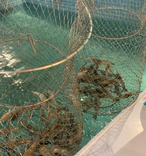 如何提高钓鱼钓虾子的成功率？初学者常见问题有哪些？  第3张