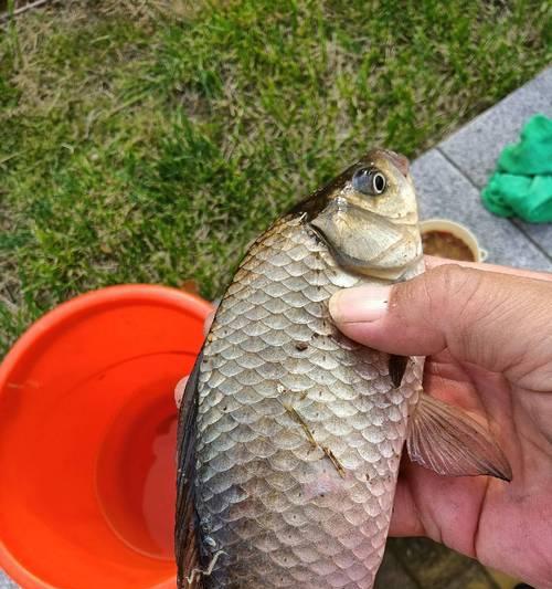 如何在下风钓位成功连竿钓鲫鱼？掌握这些钓鱼技巧了吗？  第3张