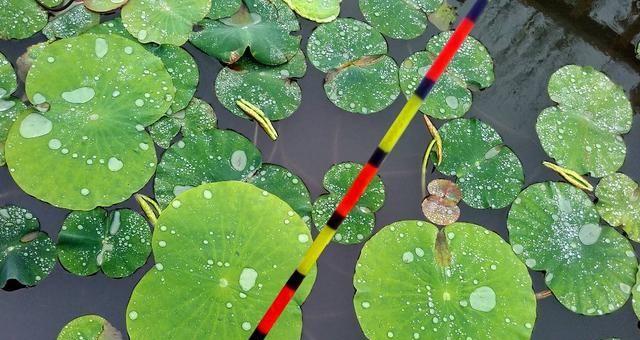 秋天野河钓鱼技巧有哪些？如何掌握钓鱼调漂技巧？  第3张