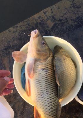 钓鱼甩小鞭技巧有哪些？如何提高甩小鞭的准确性？  第1张