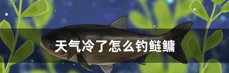 如何掌握钓鱼水层分离技巧？常见问题有哪些？  第3张