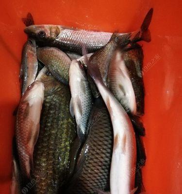 夜钓时如何选择最佳钓鱼塘？有哪些必备的夜钓技巧？  第3张