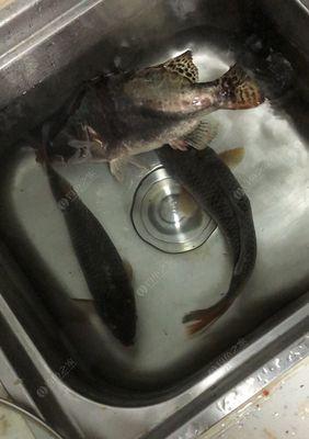 夜钓时如何选择最佳钓鱼塘？有哪些必备的夜钓技巧？  第1张